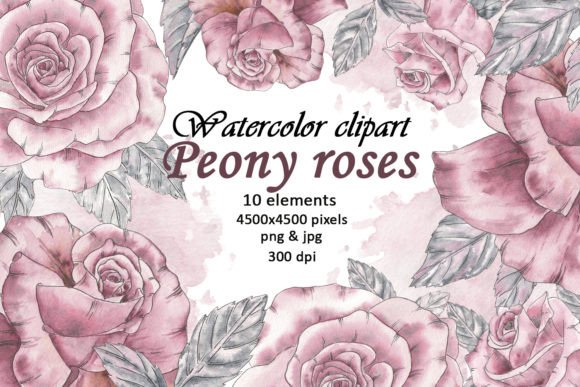 Download Watercolor Peony Flowers Vintage Clipart - Watercolor Collection
